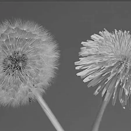 Loewenzahn Mueddersheim Daire *