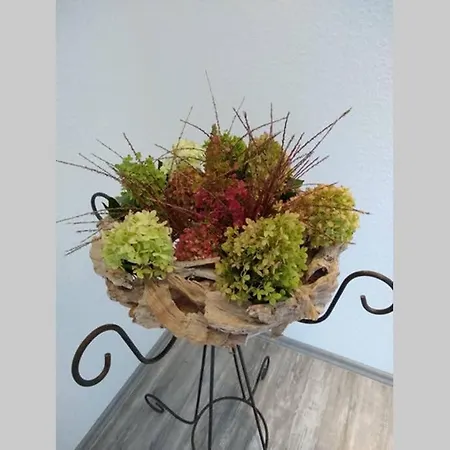 Loewenzahn Mueddersheim Vettweiss